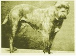 Как выглядели первые бульмастифы Spanish_bulldog
